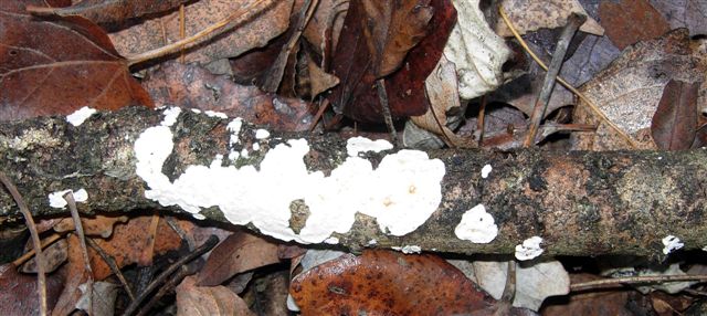 Aphyllophorales???